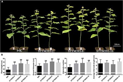 Knockdown of miR393 Promotes the Growth and Biomass Production in Poplar